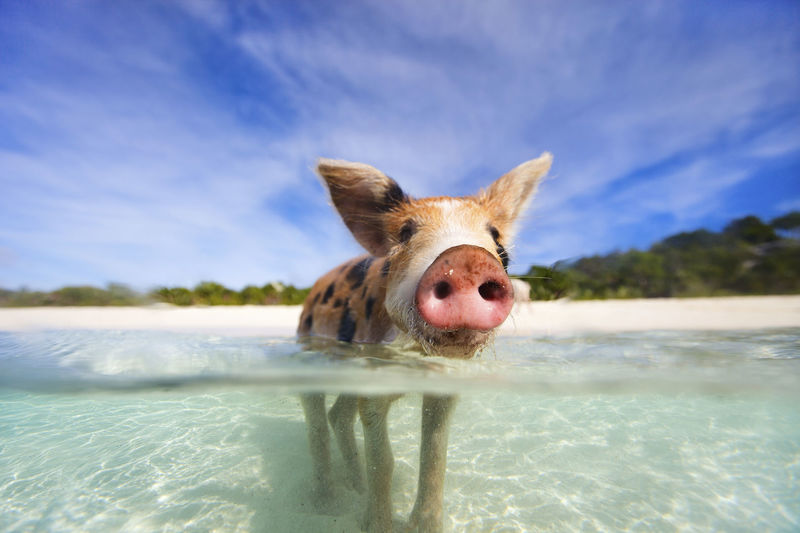 Swimming pig