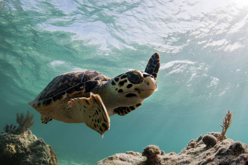 Turtle for Bahamas DOTM